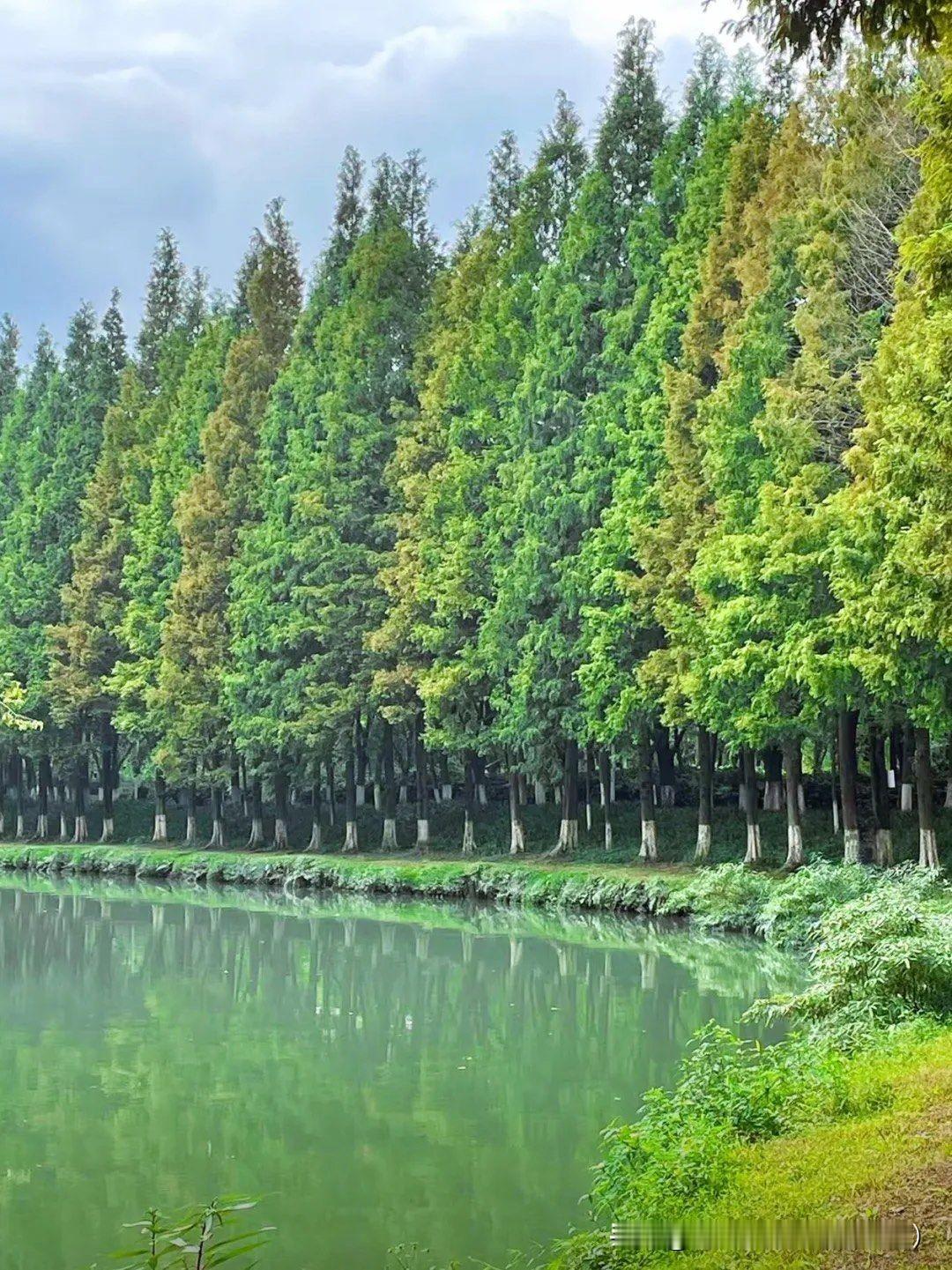 成都地铁1号线升仙湖公园的主角，水杉树红了