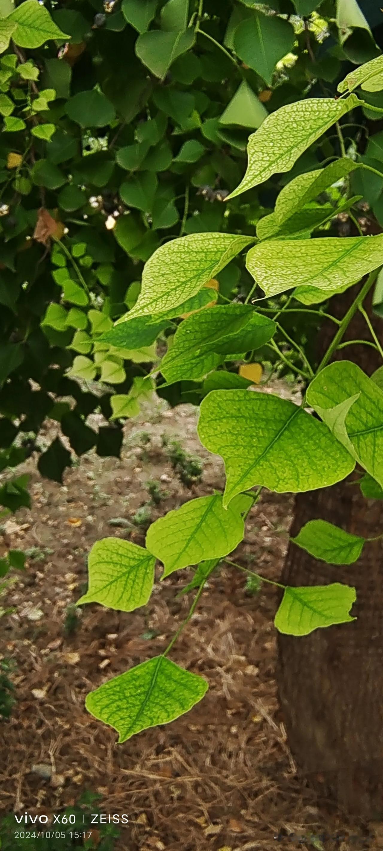 #随手拍摄叶的美#