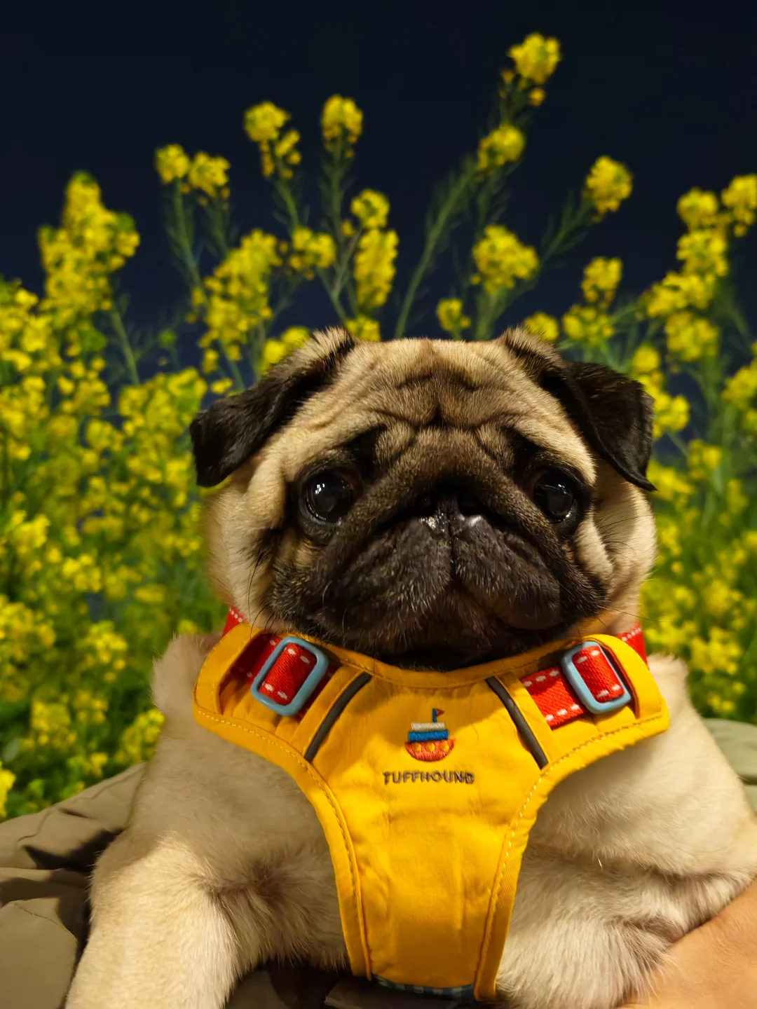 故事的小黄花🐝