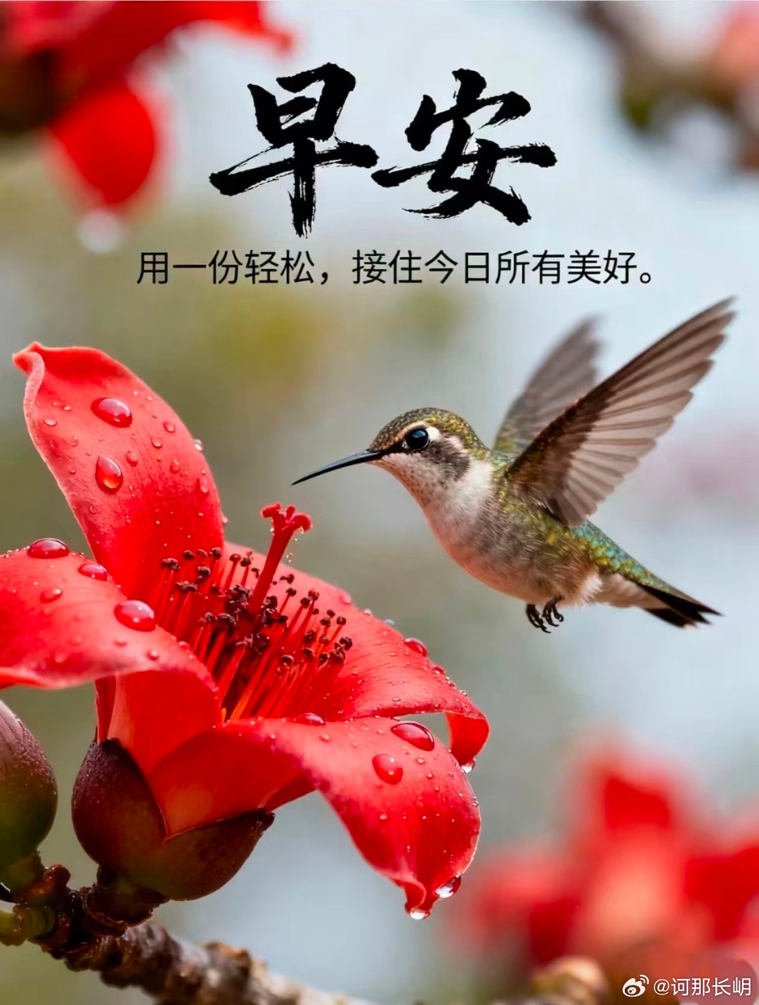 木棉花缀着晨露，蜂鸟振翅而来，把春天的第一缕温柔，都揉进了这帧画面里。不必追赶时