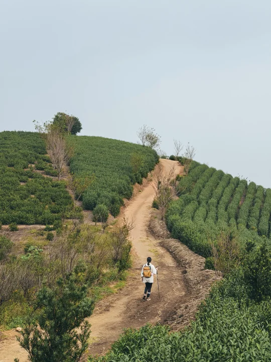 桂花飘香的季节，来山里吸氧吧|龙鹫步道