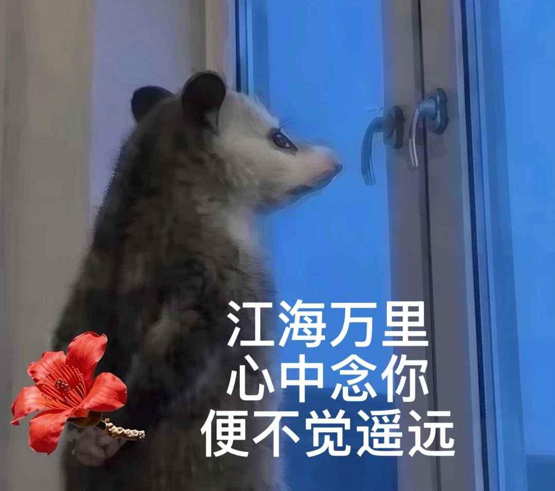 给阿嬷的情书，负鼠版