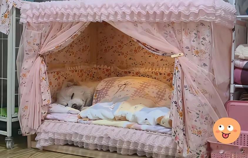 如果不细看，真的没有看到这竟然会是一个狗狗的坦塌。看着狗狗悠然自得的样子，第一感