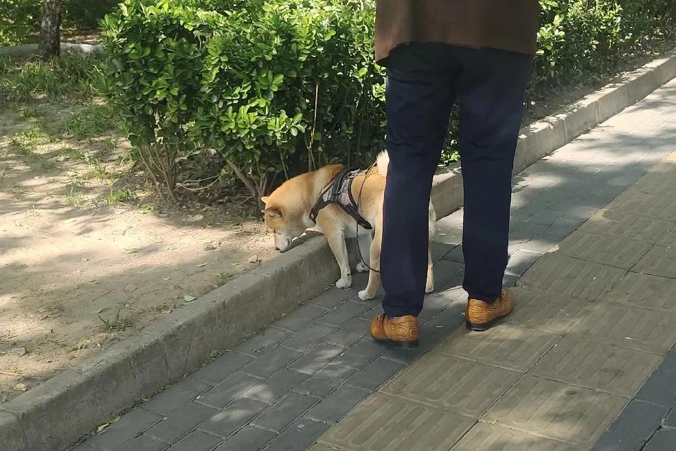 出门遛弯，刚走出小区大门，楼上的大哥牵着狗狗立在那儿，嘴里叨唠叨唠：今天出来好几