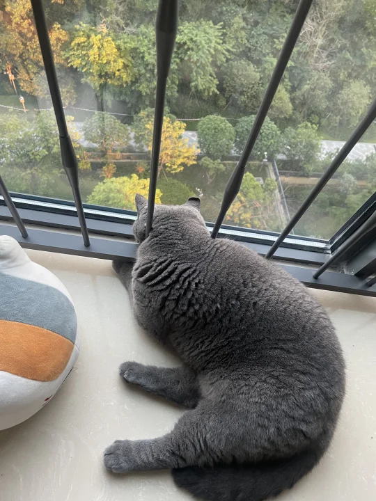 我加班，它好无聊的样子