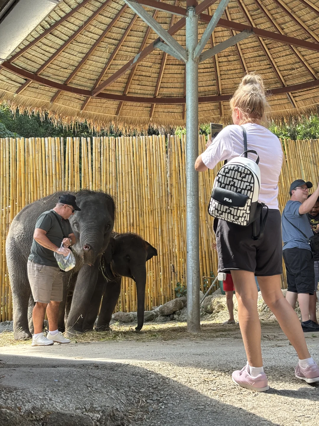 真的没人说普吉岛大象惨状吗