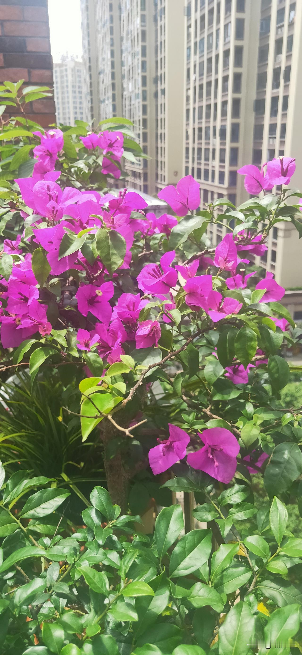 晒图笔记大赛阳台一角，三角梅开得热烈又烂漫。深紫的花团拥着绿叶，红似火的瓣儿迎着
