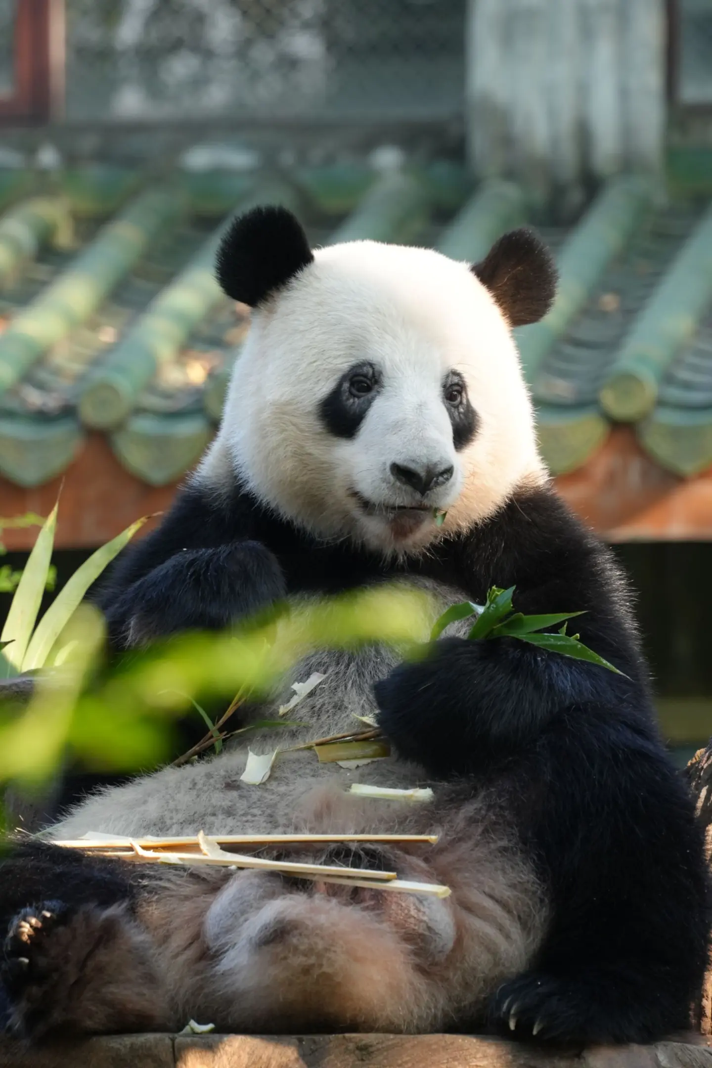 我发现我导致我的猫粉朋友们刻板了。只要他们看到熊猫的蛋蛋，无论大小都会...