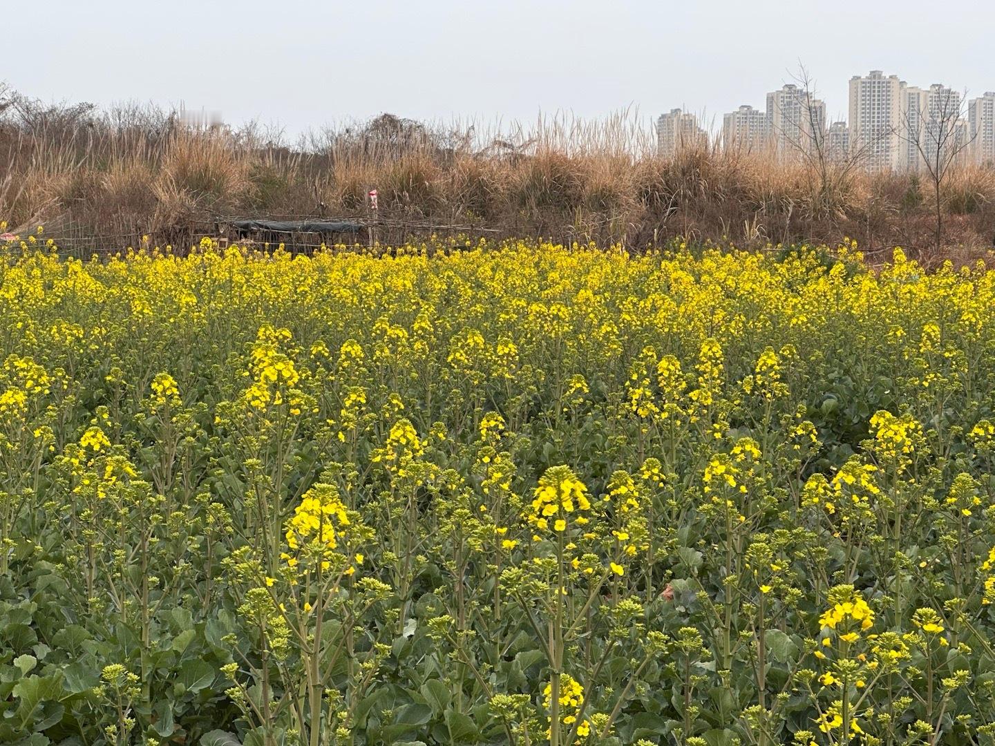 大年初一就开油菜花了啊 