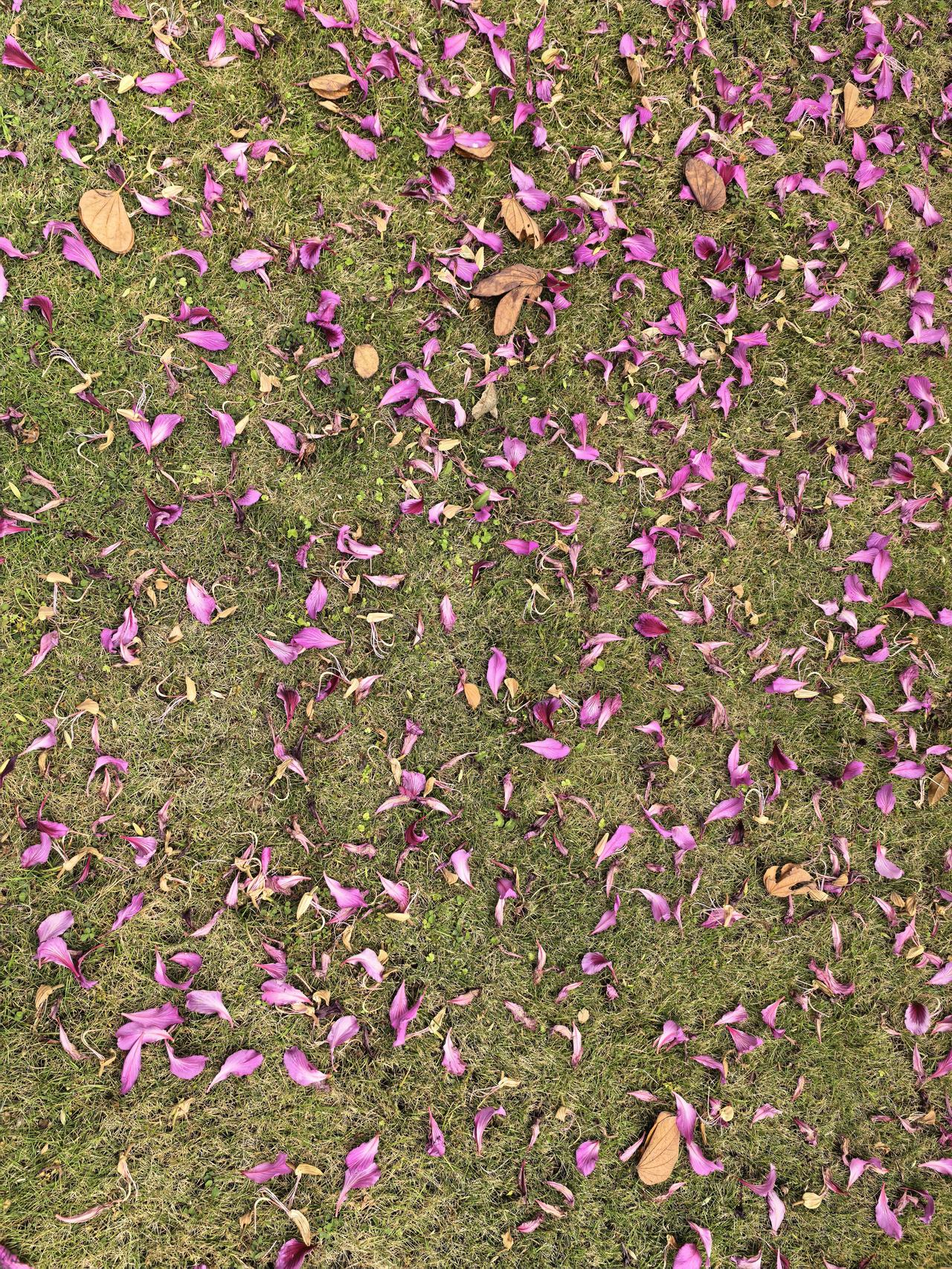 随手一拍分享最美的花美丽动人的花，即使零落在地上，依然不失其美。