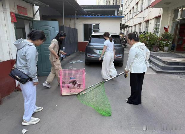 万柏林区兴华街道新悦社区：整治流浪猫乱象 共建宜居家园
 
近日，万柏林区兴华街