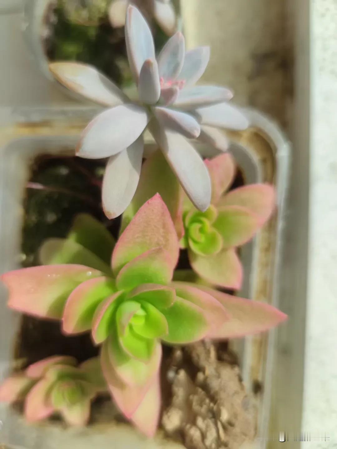 我家的多肉小天地可有意思啦！你瞧，有株粉粉绿绿的，叶片像小莲花似的，晒晒太阳边缘