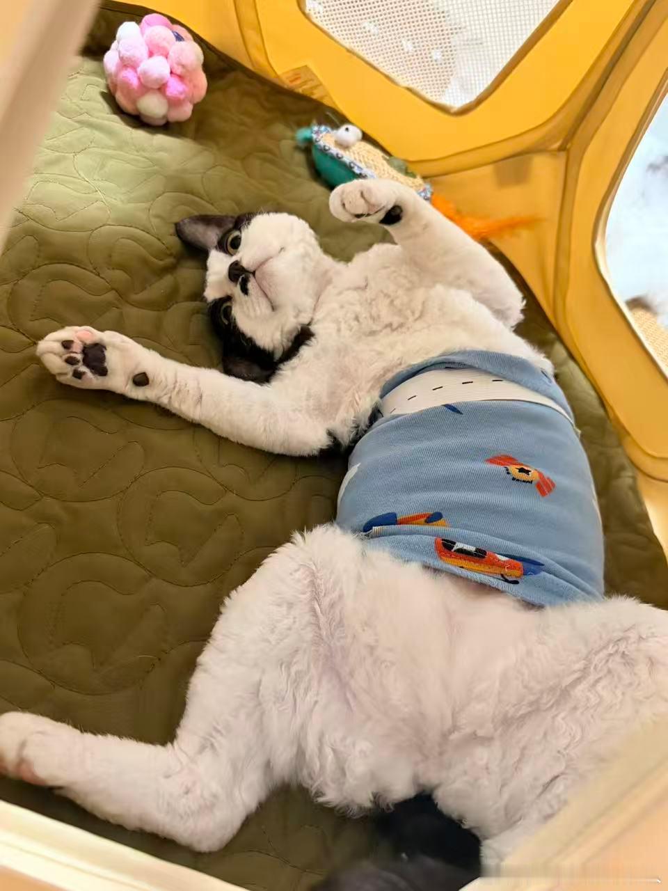 好妖娆一猫 