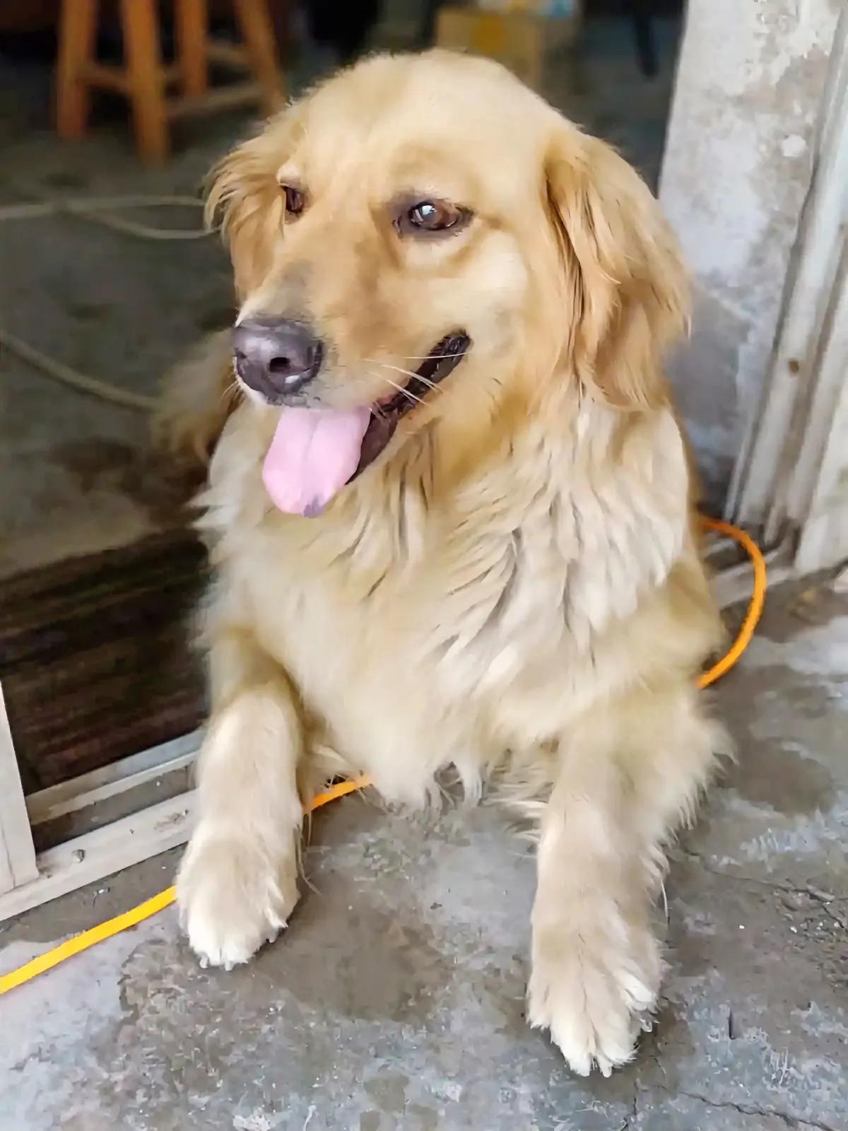 杭州近期推出的宠物管理举措，对爱犬人士而言，无疑面临了前所未有的挑战与调整：
