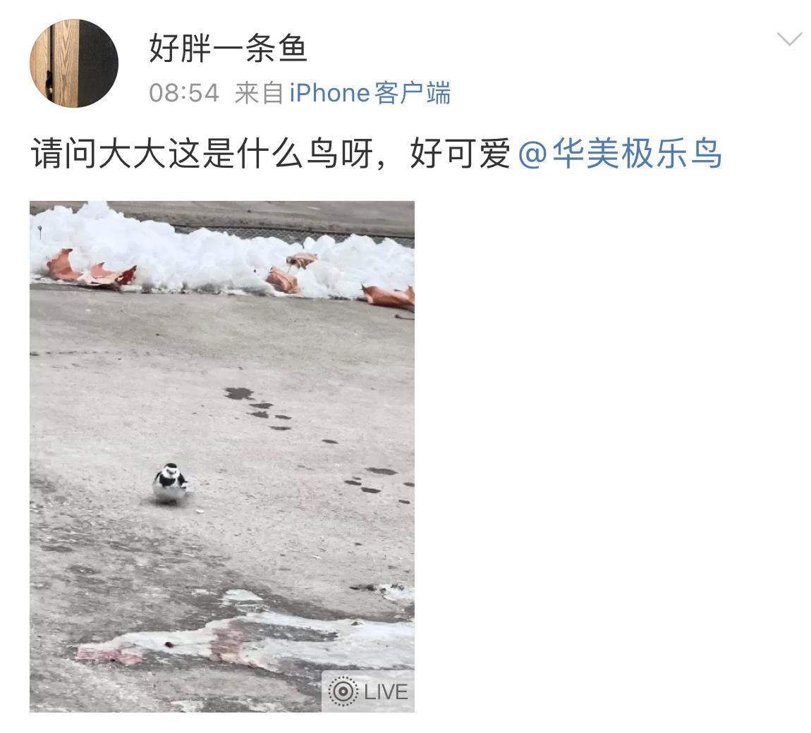 #鸟粉投稿# 胸口戴着口水兜的【白鹡jí鸰líng】小肚子好圆 ​​​