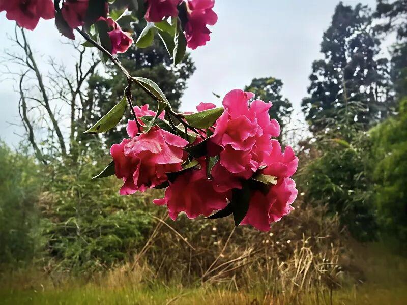 欧洲若出兵格陵兰岛能阻止美国吗吃了欧洲再出兵也阻止不了美国，因为美国在上面就有军