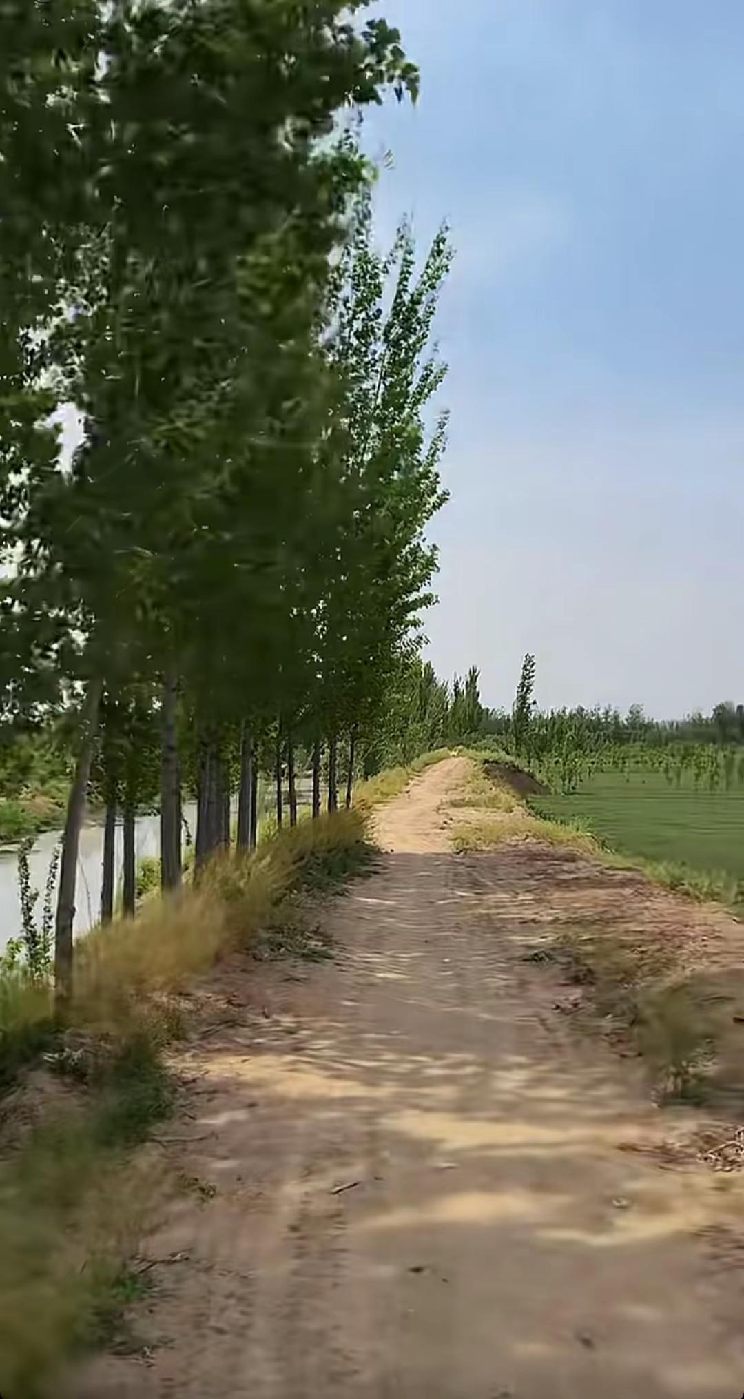 老家小时候玩过的地方，还有印象吗？儿时的伙伴呢？土路、杨树、风里都是童年味道 ?