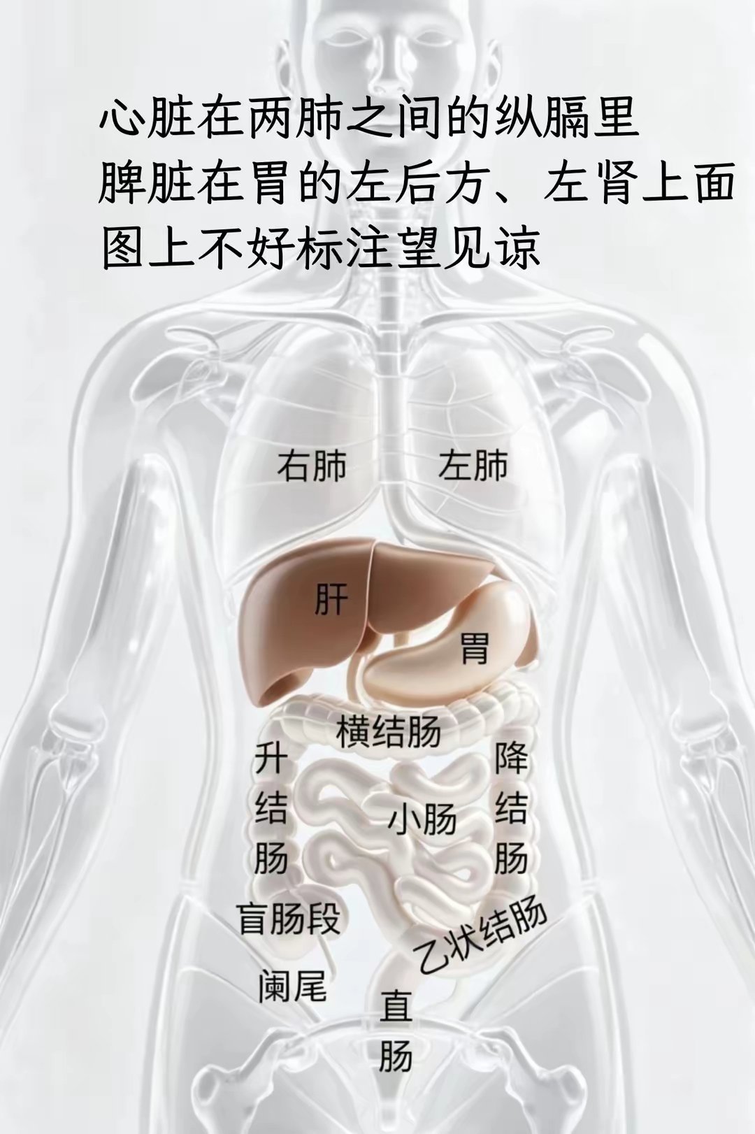 我们的身体 