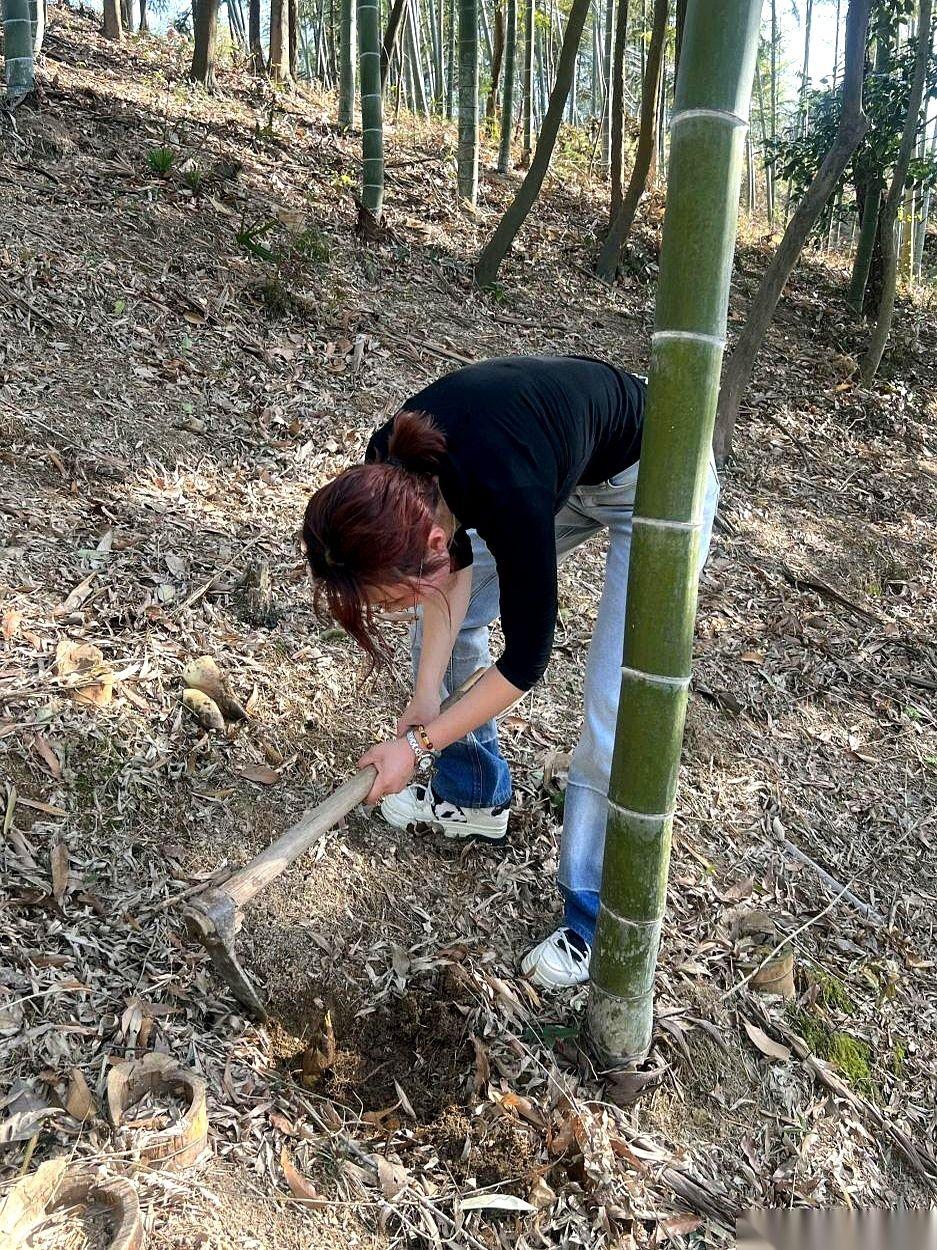 “我的外套呢？！”大妈一嗓子吼出来，竹林里回荡着焦急。她急火火地在地上翻找，几天