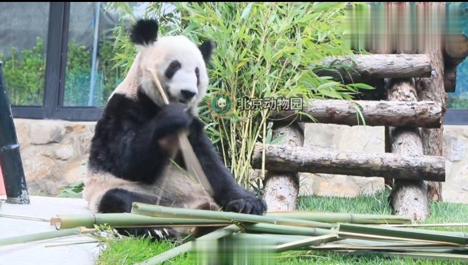 #丫丫小脸圆到一眼没认出来#今天周五，一起看小圆脸丫丫吃嫩竹子！头顶上的两把小刷