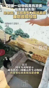 太炸裂了！山东威海动物园，一游客手一抖，把点着的香烟扔进猩猩区，一只猩猩顺手捡起