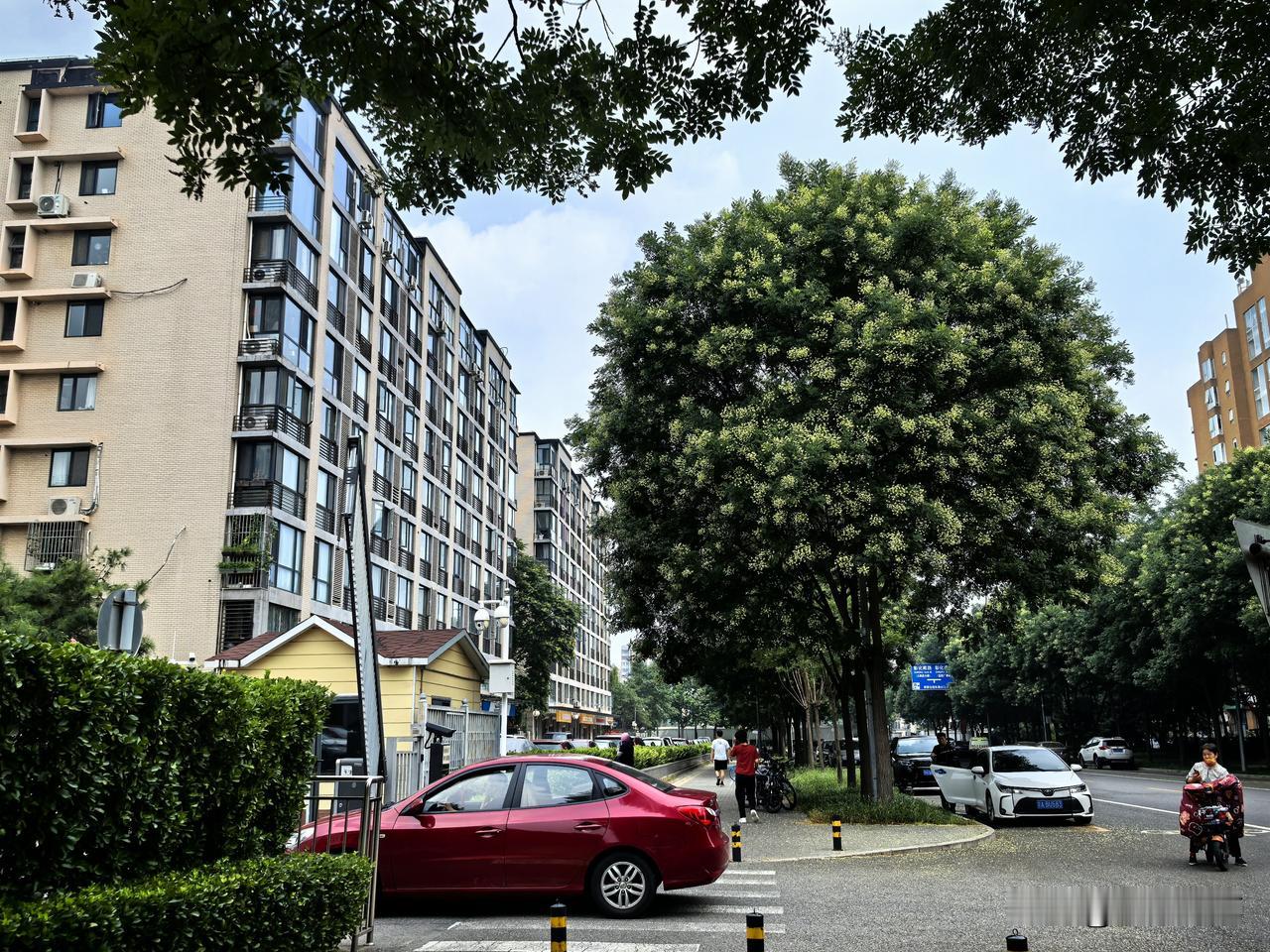 一树槐花， 满地金黄。