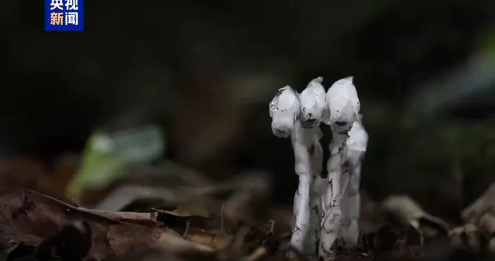 宛如冰雕 国家近危级珍稀植物水晶兰现身云南耿马