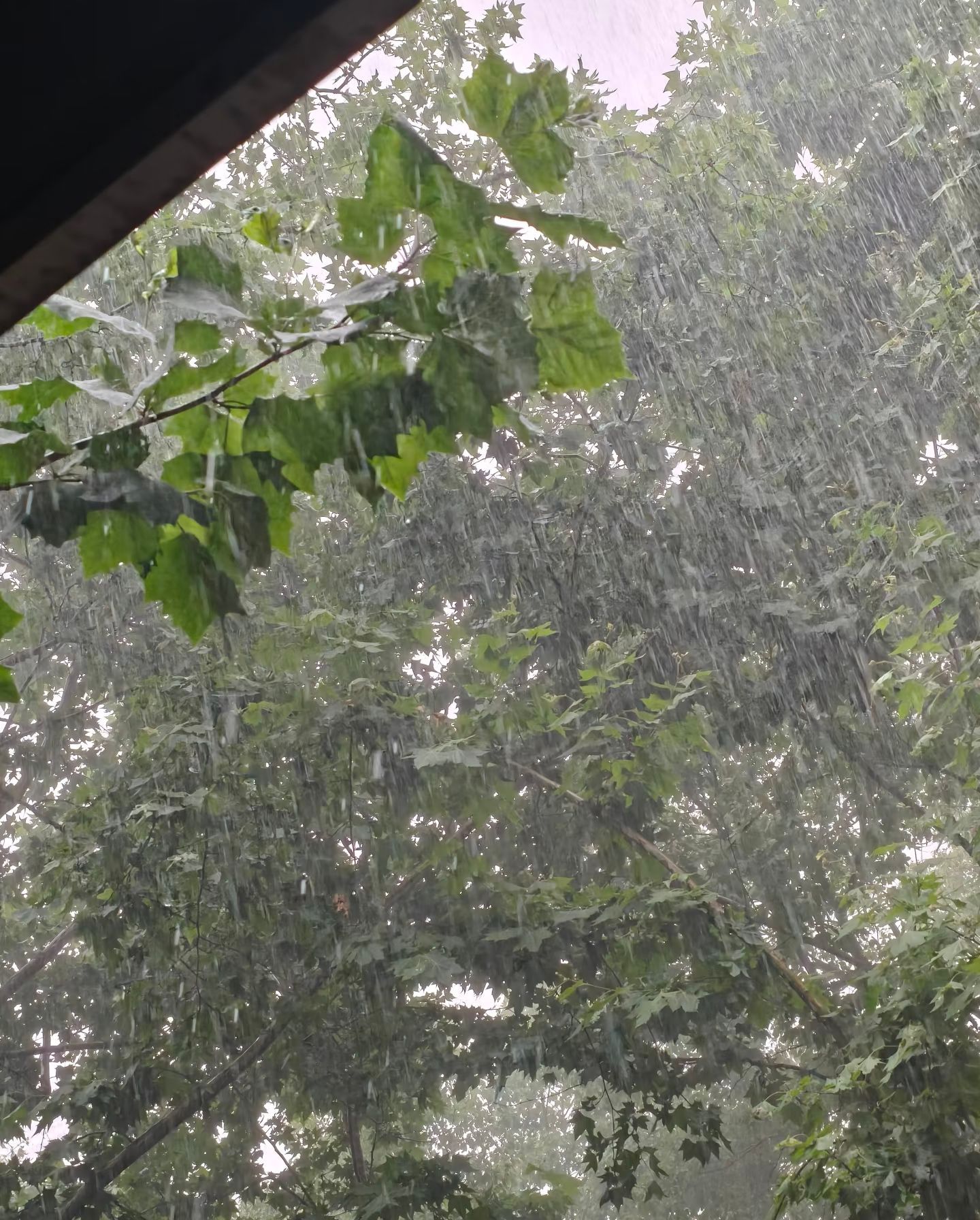 出门时雨不大，还想着今天终于不用湿鞋了没想到到公司地铁站出来雨超大，鞋子裤子无一