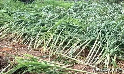 云南耿马突遭9级以上大风暴击！蔗田成片倒伏连根拔起，蔗农一年辛苦恐付东流
 
春