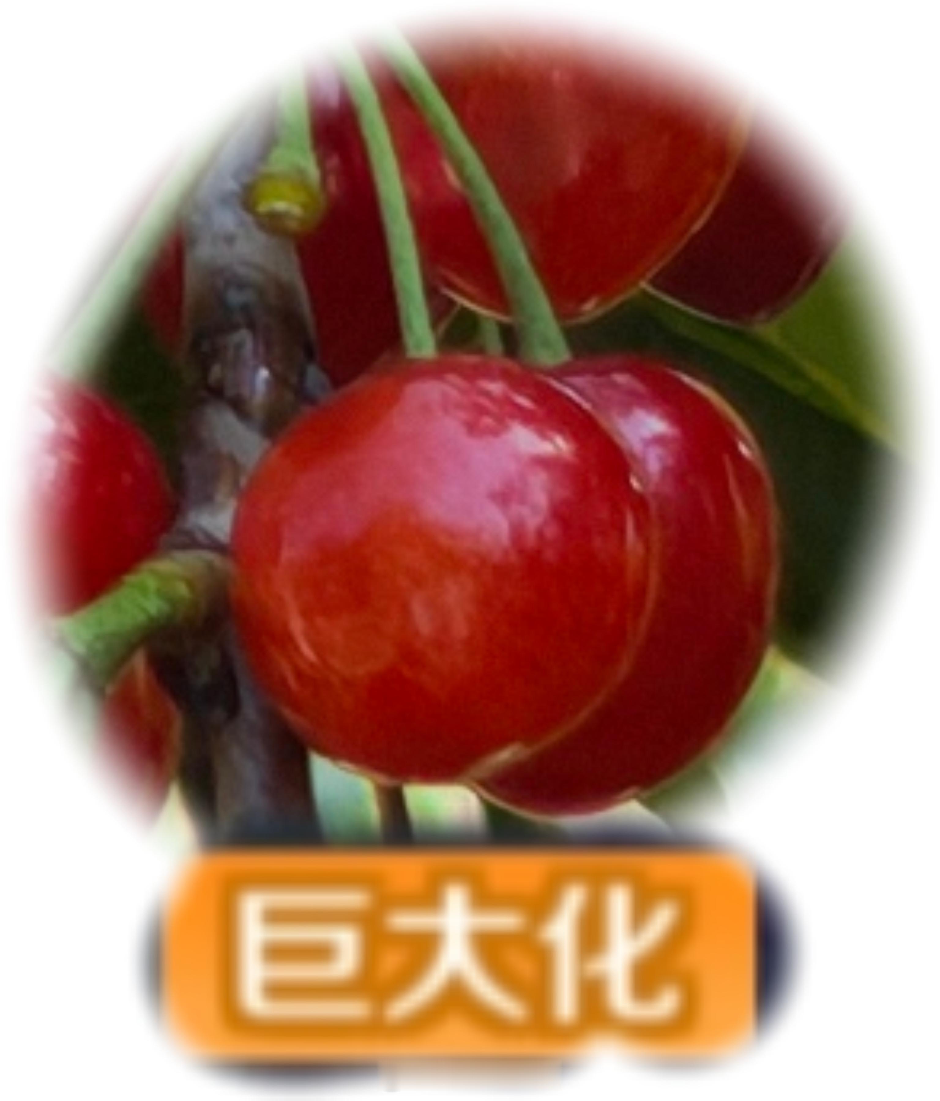 快来我的农场偷樱桃，熟了，有巨大化还有变异的。王者荣耀王者荣耀农场