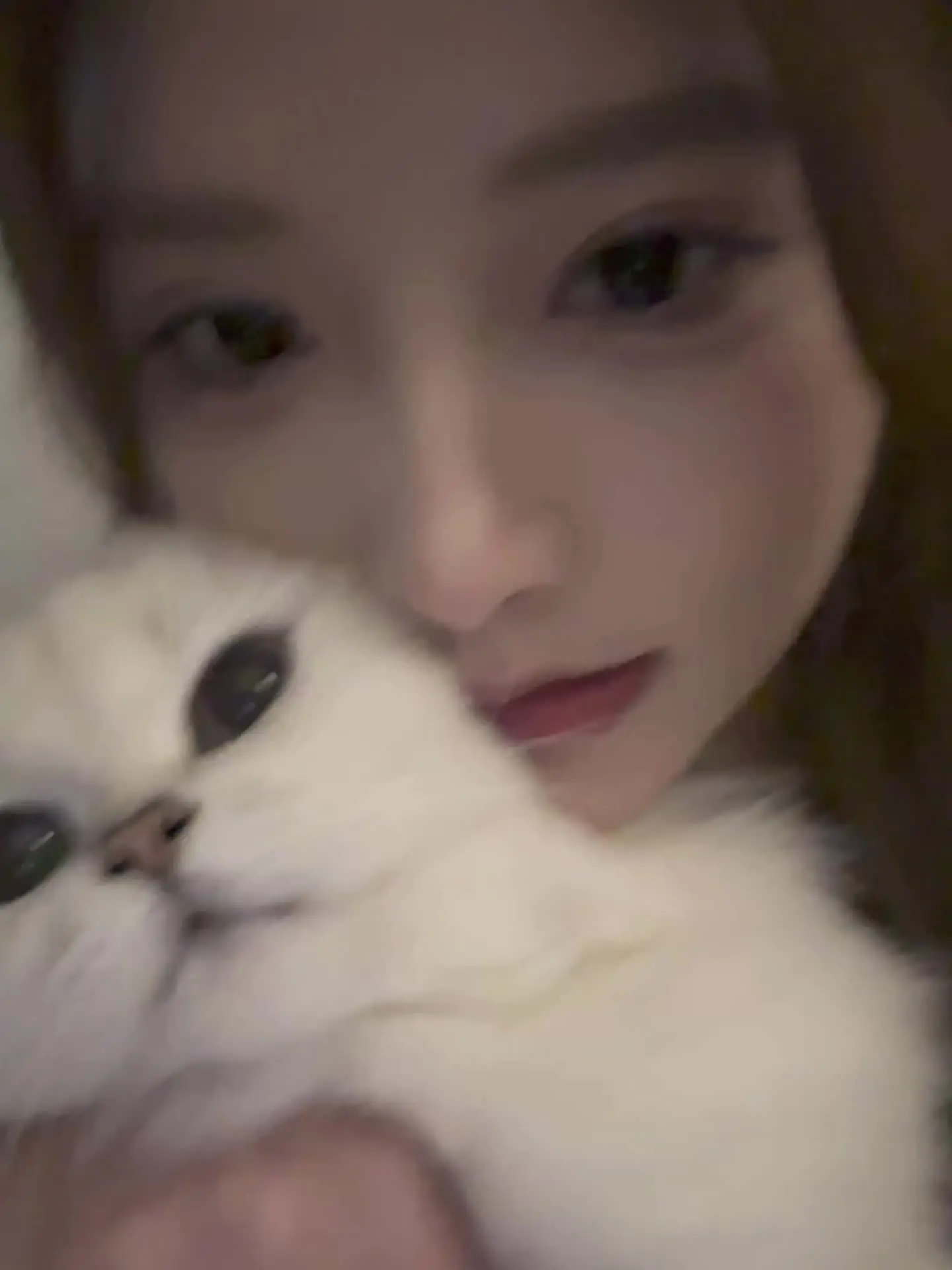 这个世界不能没有小猫