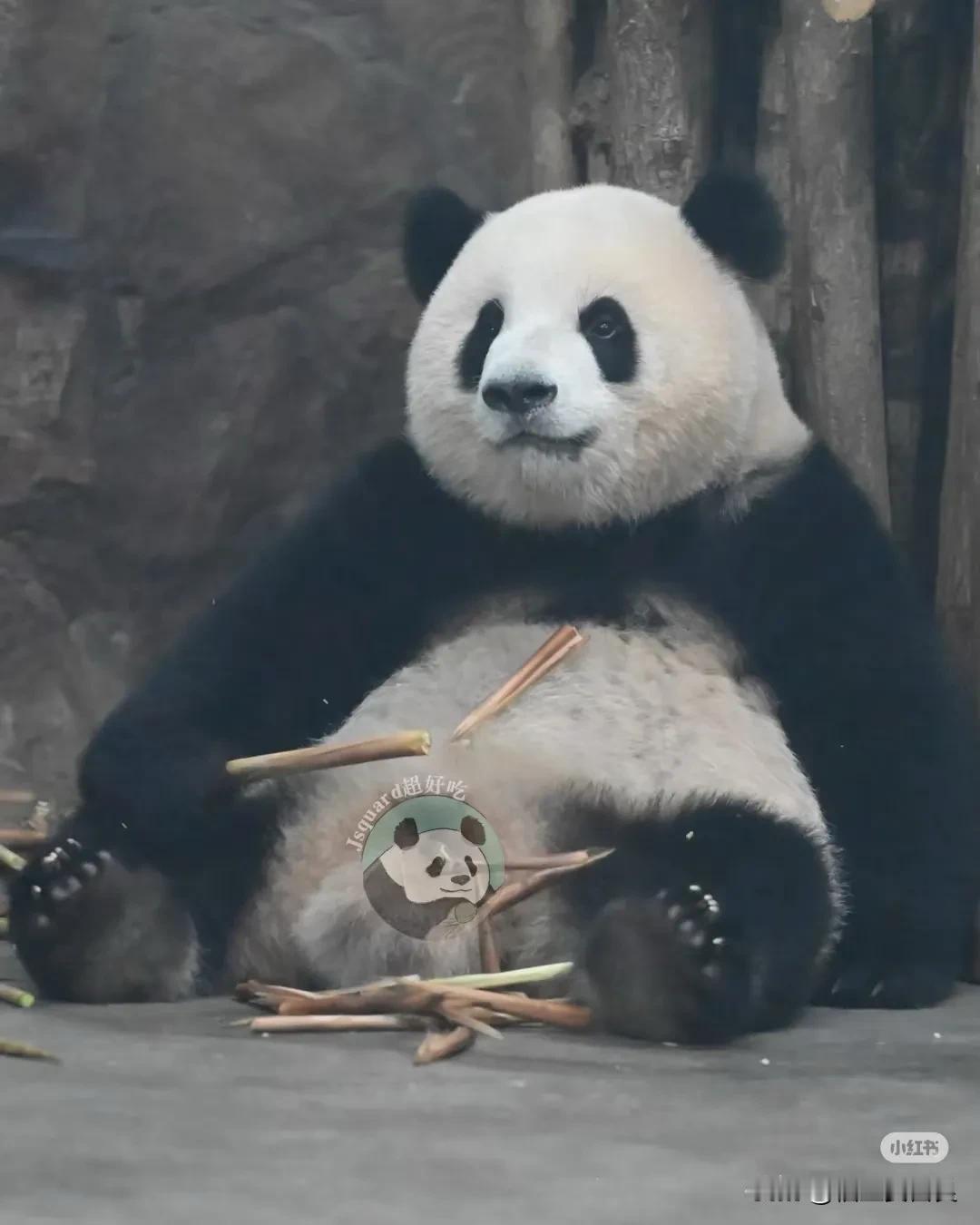 成都大熊猫繁育研究基地，二号别墅留守儿童
原来是大熊猫闹闹😆😁
真的和妈妈二