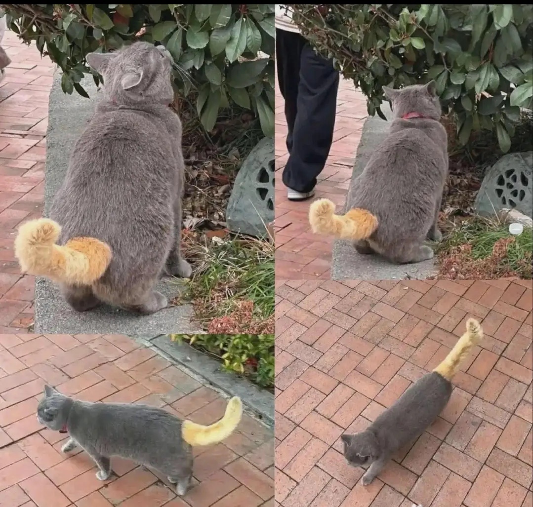 看上去是不是像个假尾巴呀