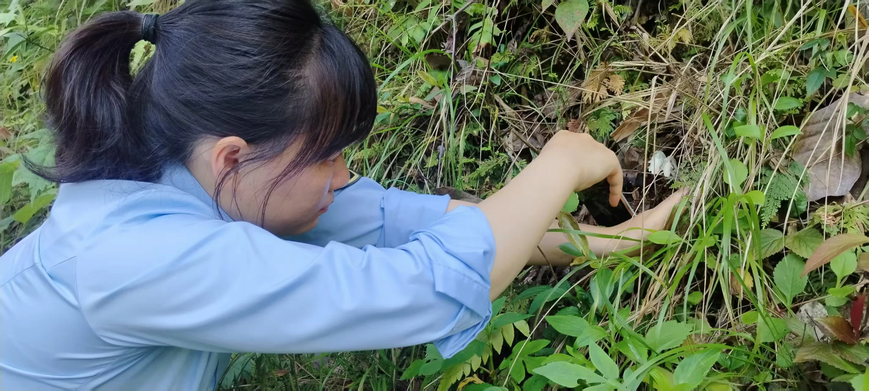 湖南一山发现400多株冥界之花水晶兰¹ 水晶兰不是兰花，是一种草，但却没有叶绿素