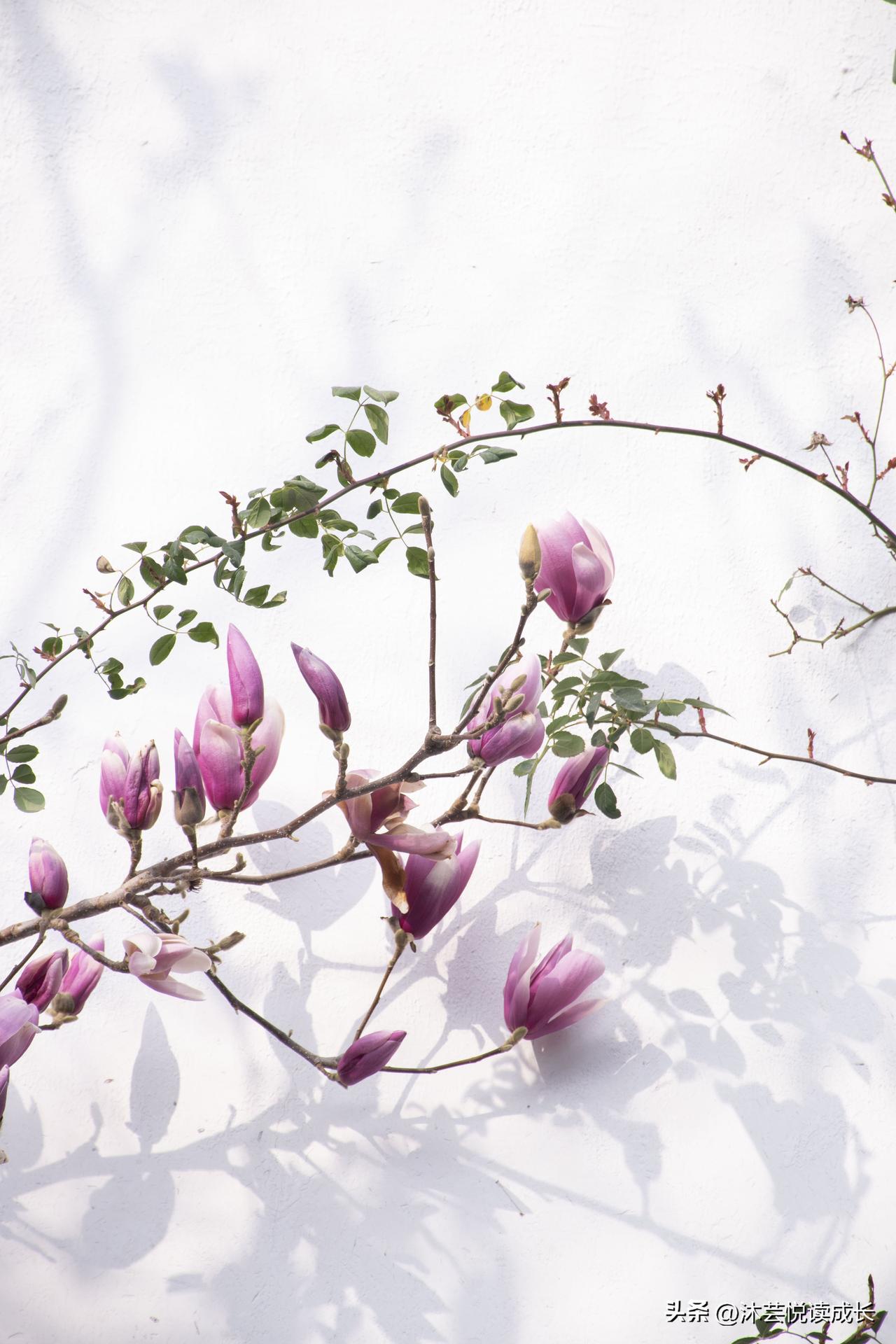 白墙黛瓦，紫玉兰先于春风醒来。
枝桠斜斜探过窗棂，把心事开成满树温柔。
光影在粉