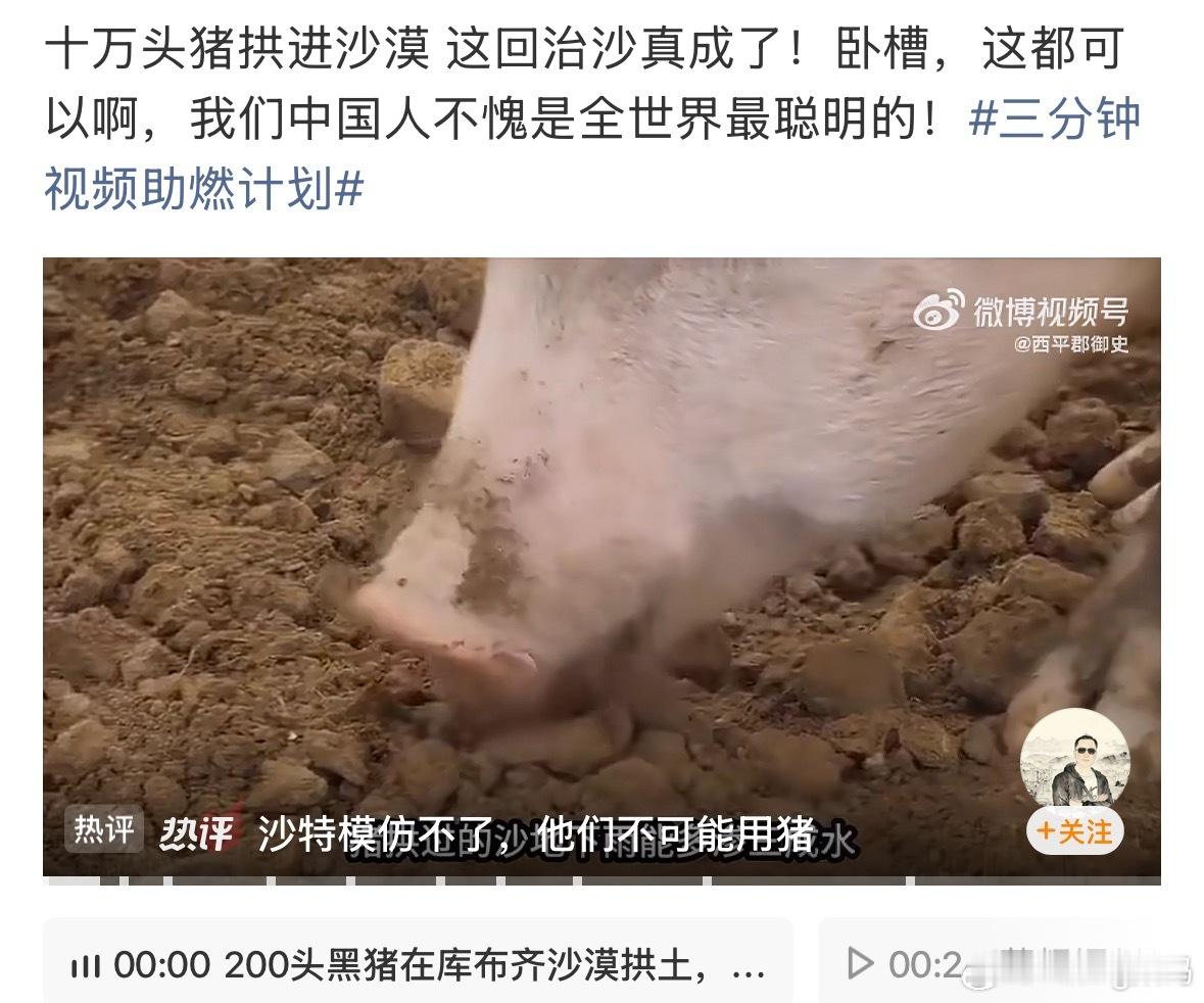 十万头猪拱进沙漠治沙真成了猪的一辈子都被安排好了万能猪