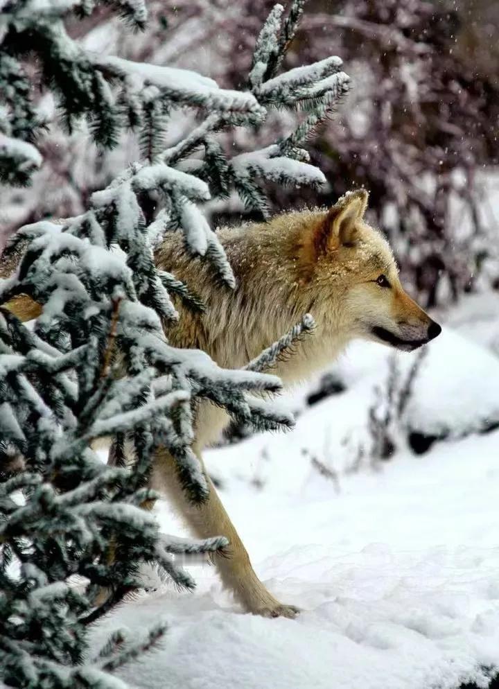 告诉你们一个最基本的规律，
在家庭里面，
你不能看谁脾气坏，
说话难听，爱生气，