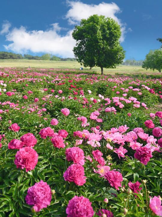 📢圆明园芍药花海上线啦~📸5.7实拍❗