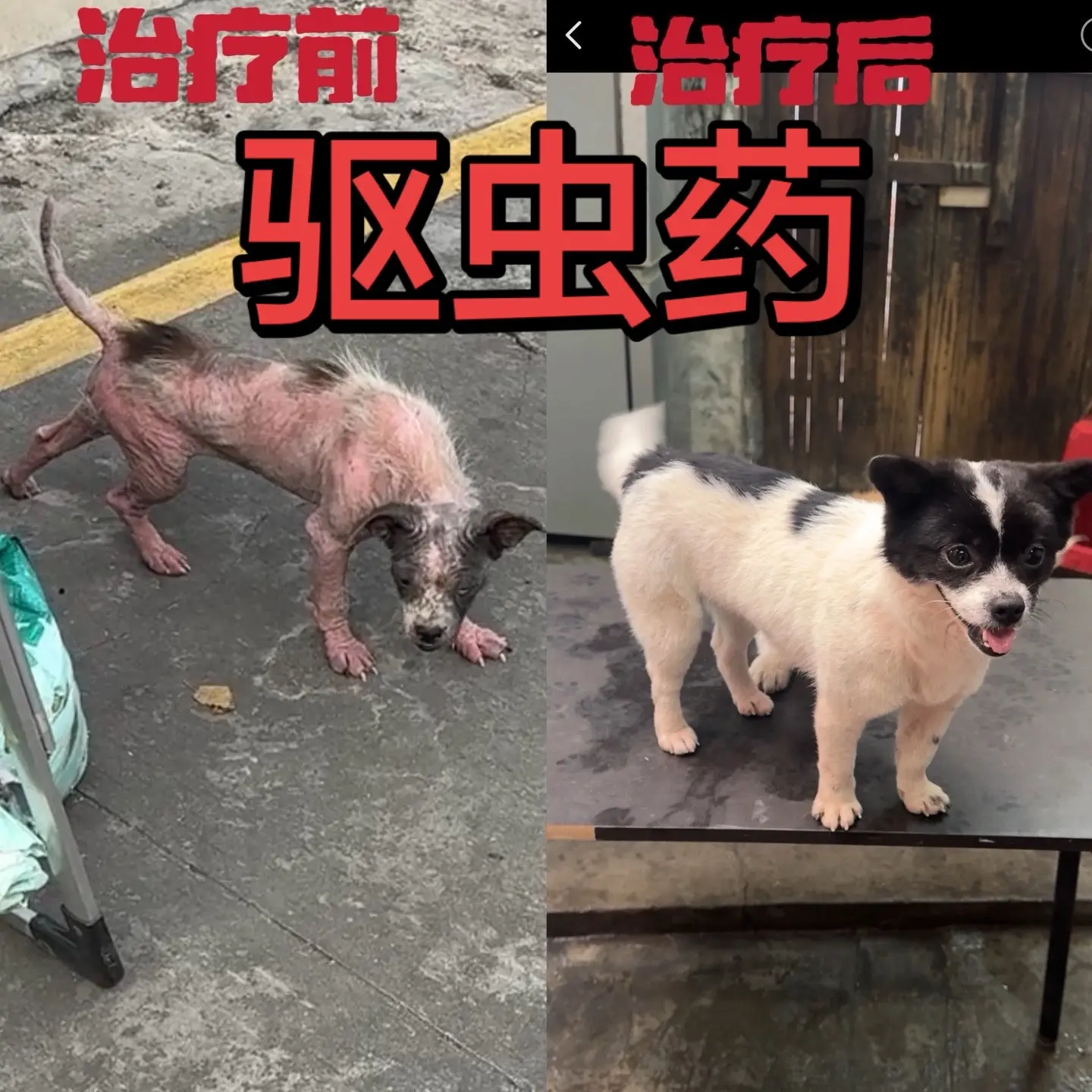 每个月一定要给狗狗和猫咪做内外驱虫，这样才能保证他们健康成长不容易得皮...