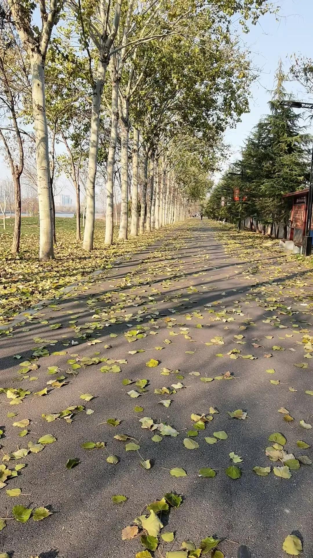 这也不知道是秋日的风景，还是冬日的风景。不过看着满地的落叶，也是一种美。美不在于