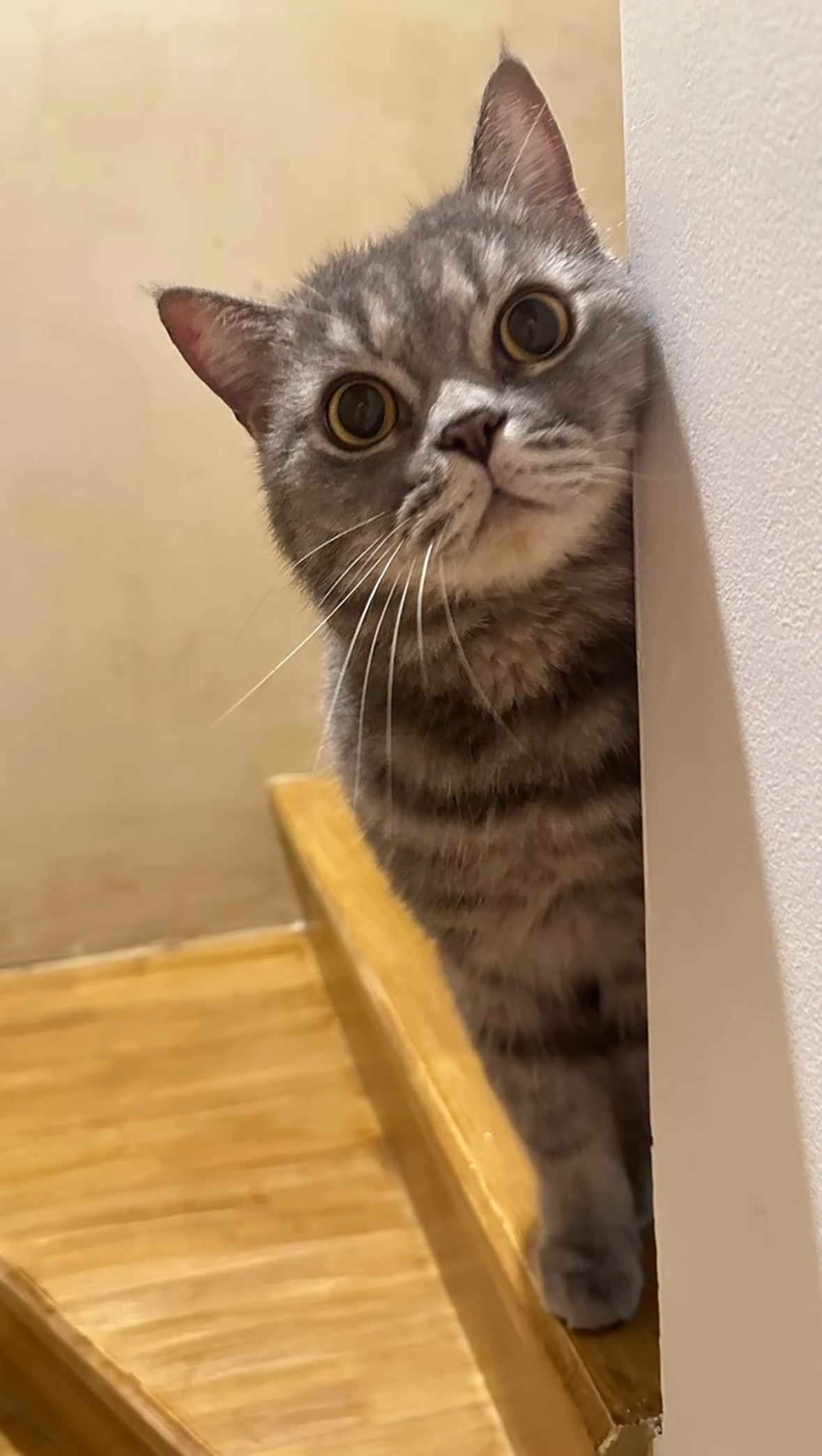 FirstKhaotung  猫猫探头…好萌啊小馒头🤏🏻 