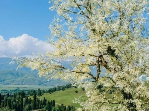 伊犁+南疆！13天纯玩，新疆美景一网打尽