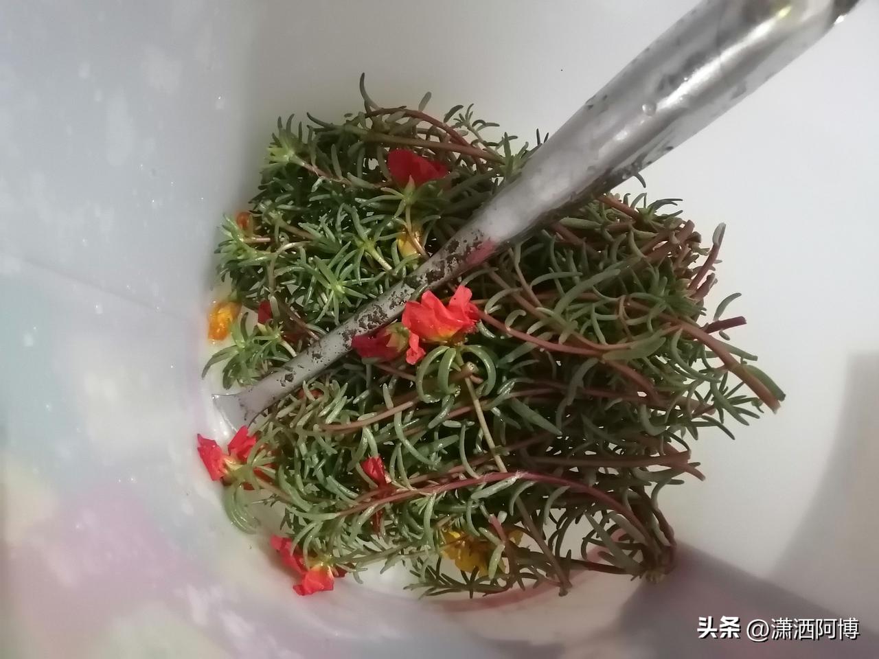 分享一张你拍的花，什么花都行上海的梅雨季节真的太好了，任何时候都可以栽太阳花，我