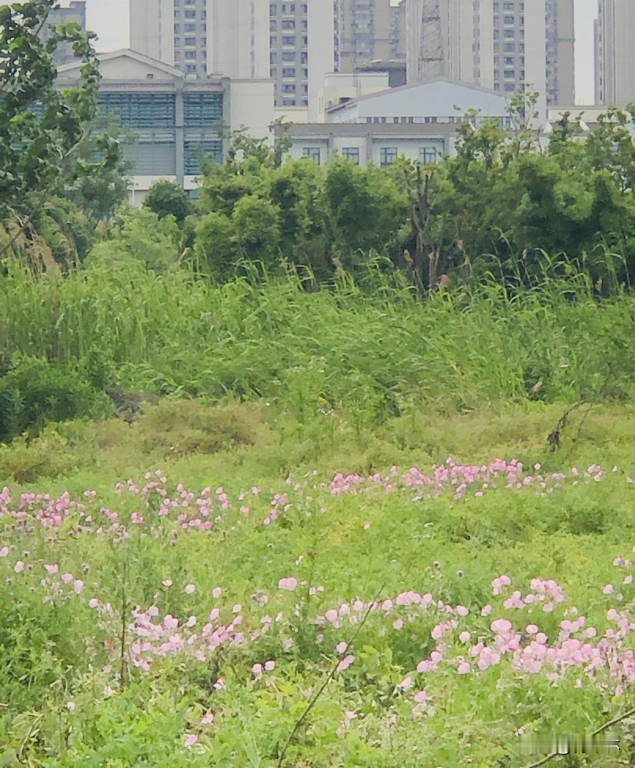 今天天气不错，就是风很大，路过绿荫跑道随手拍下这片温柔的粉色月见草，藏在闹市旁的
