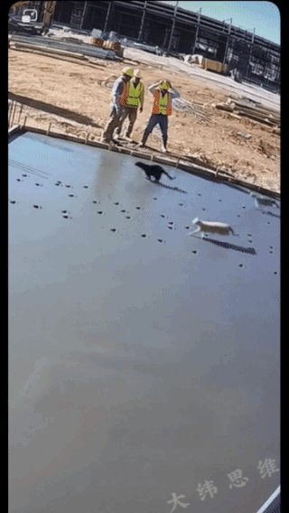 三只狗的快乐，
建立在工人的痛苦之上！