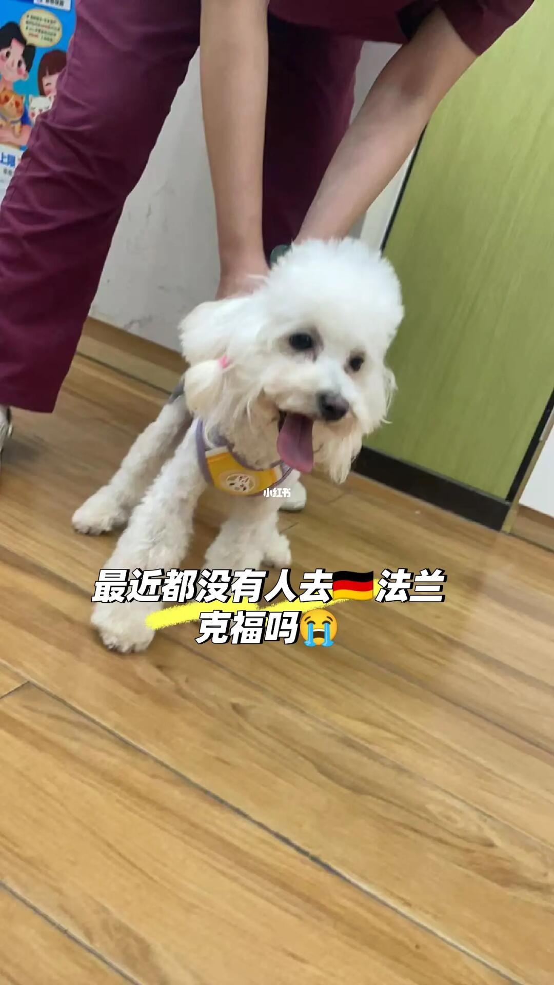 毛孩子缺一张飞🇩🇪法兰克福的机票😭