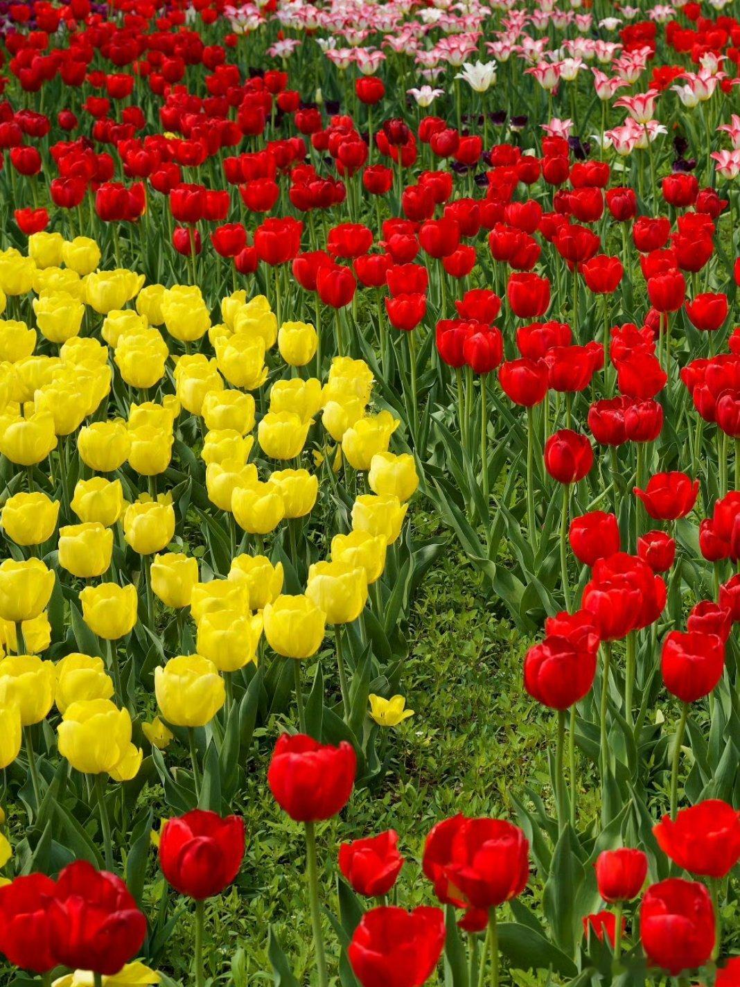 用眼睛寻找美丽 成片郁金香开得热烈又好看，目光所及全是烂漫花色，满眼温柔景致，氛