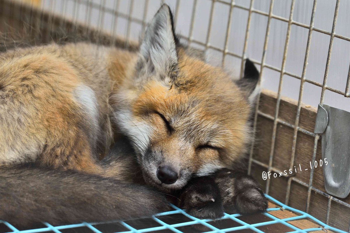 小狐枕着小黑手狐狐大睡©️Foxssil_1005 