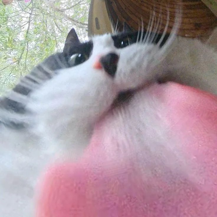 [舔屏] ​​​