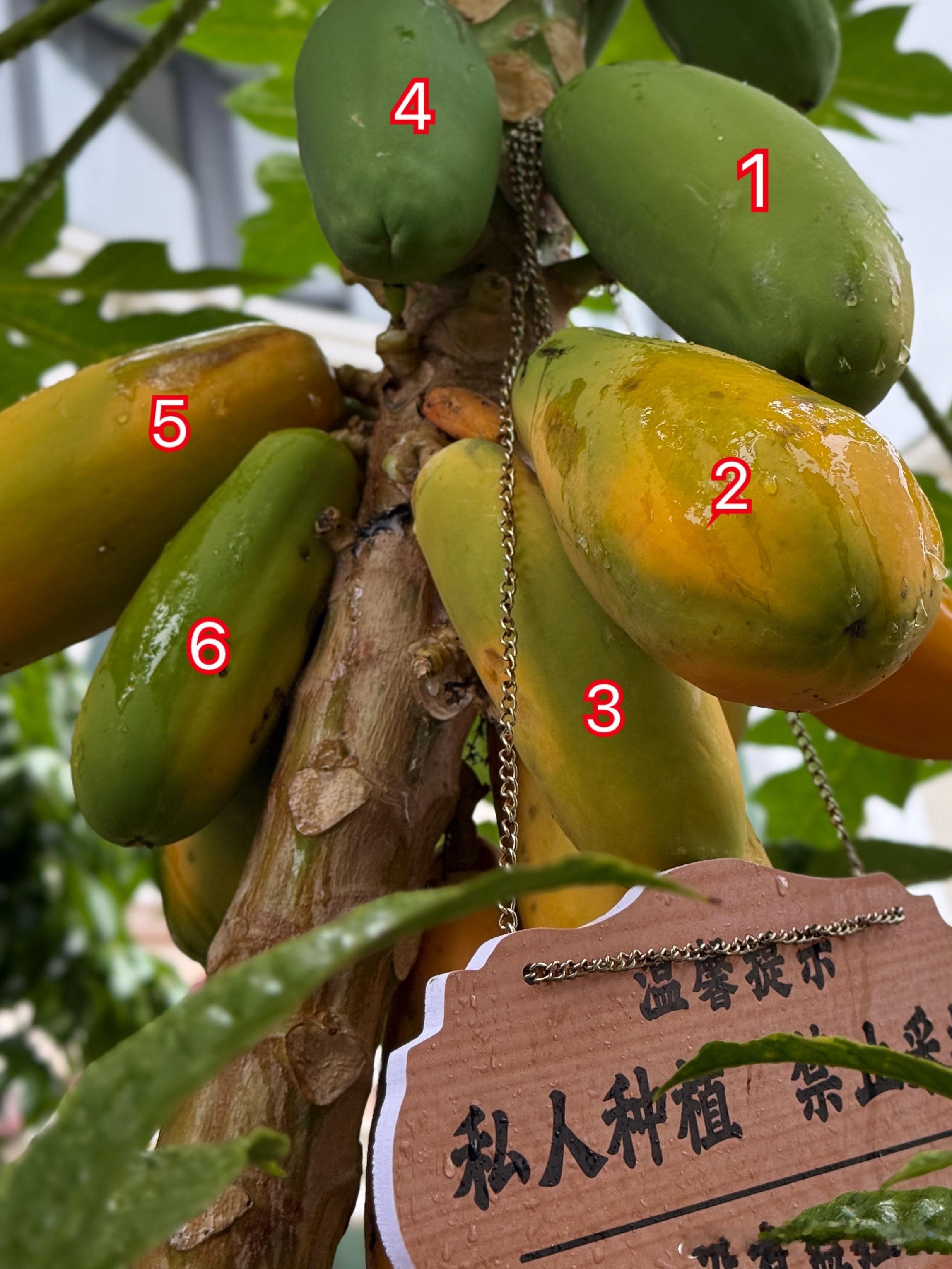 我现在比抓奸的丈夫还疑神疑鬼每天出门看看 跑步回来看看心里总觉得少了一个两个对比